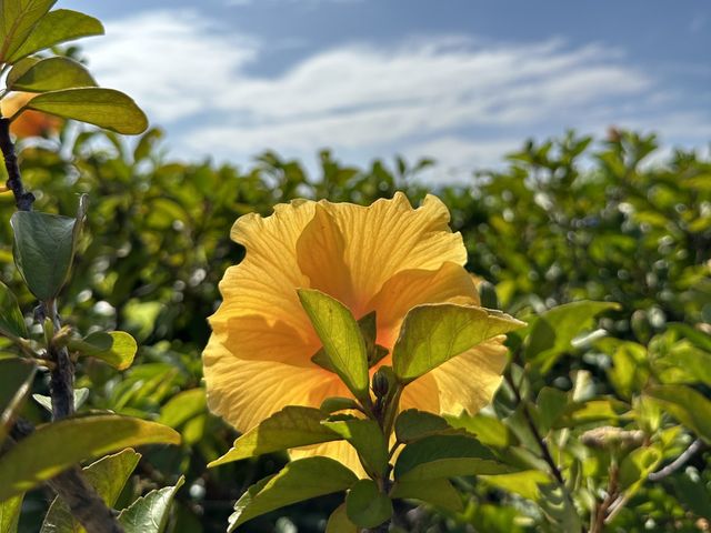 本地遊 | 將軍澳賞花路線 | 由文曲里經海濱走到康城