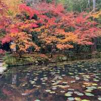 京都紅葉2022  天授庵の素晴らしいすぎる紅葉
