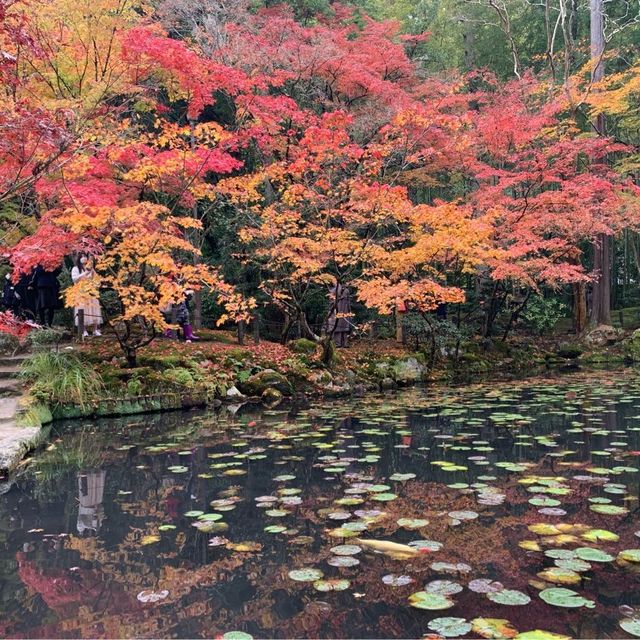 京都紅葉2022  天授庵の素晴らしいすぎる紅葉