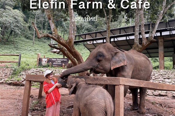 Elefin Farm & Cafe เอเลฟิน ฟาร์ม แอนด์ คาเฟ่ | Trip.com เชียงใหม่