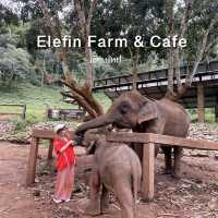 Elefin Farm & Cafe เอเลฟิน ฟาร์ม แอนด์ คาเฟ่