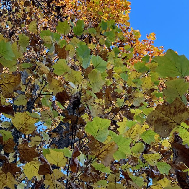 水元公園の紅葉
