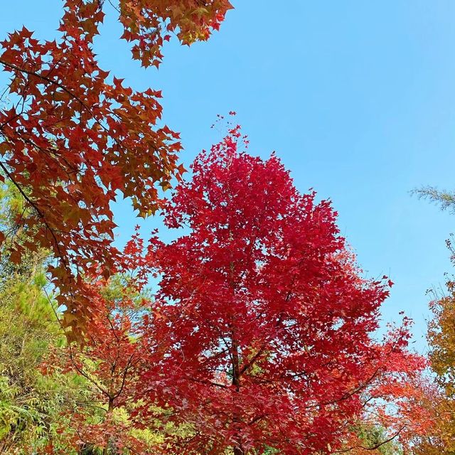 大棠紅葉🍁