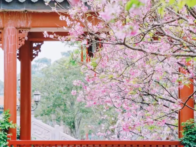 廣洲櫻花樂園