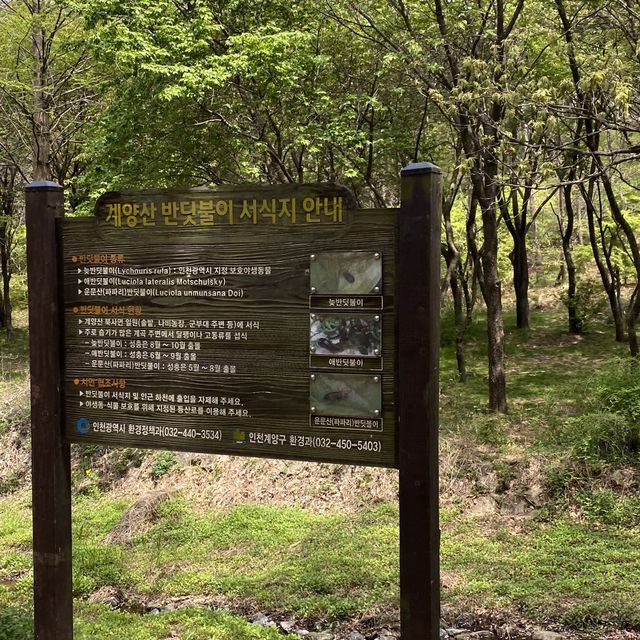 소나무 가득한 공기좋은 산 , 계양산 