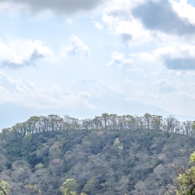 新緑の相模湾を眺めつつの登山