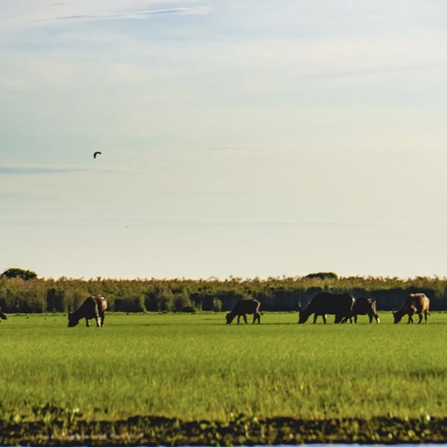 Thale Noi Phattalung, Thailand