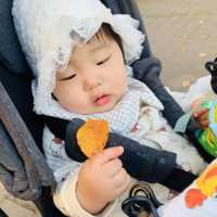 紅葉を見ることができる巨大な公園です