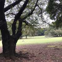 【きぬた公園】