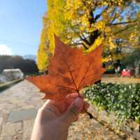 Yellow leaves, Ginkgo Tree!