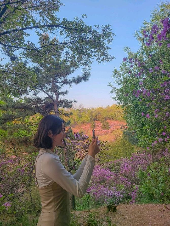 부천 원미산 진달래축제🌸 | 트립닷컴 부천 부천 원미산 진달래축제🌸 | 트립닷컴 부천 