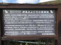 【宮崎】間近に見られる馬！都井岬をご紹介