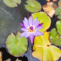 Enjoy Nature at Mt Coot-Tha Botanicals
