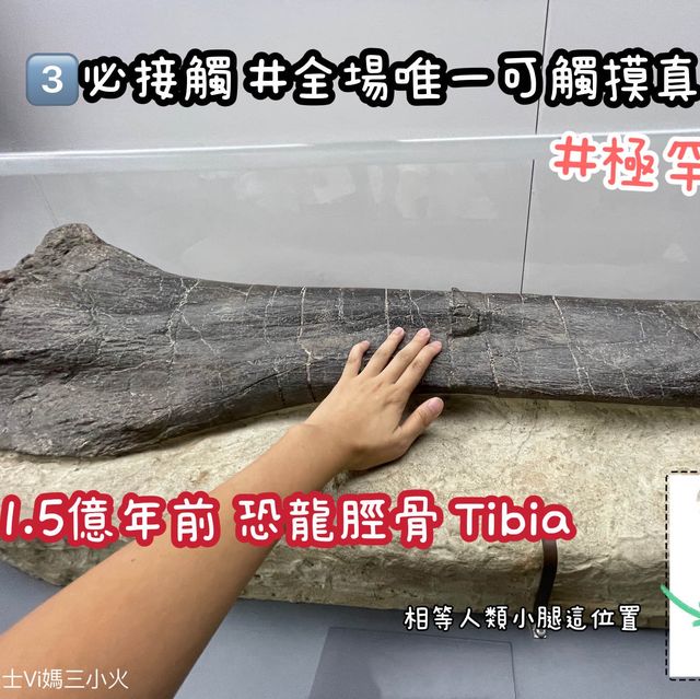 《恐龍展🦕必睇7項嬰幼龍醫護》