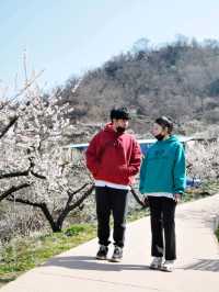 새하얀 눈꽃 내린듯 아름다운 매화꽃, 광양 매화마을🌸