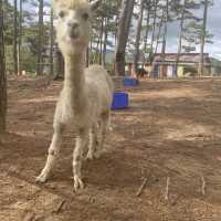 Zoodoo, Da Lat Zoo