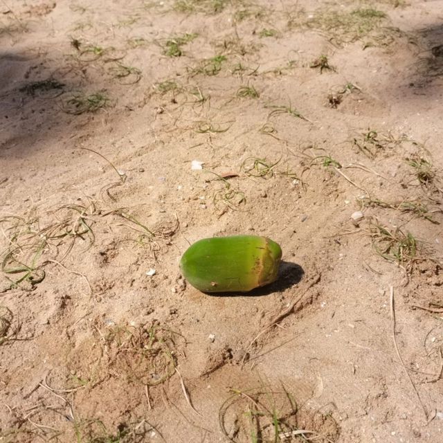 หาดกระทิงลาย พัทยา