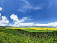 Menyuan Flower Fields (门源) - Qinghai