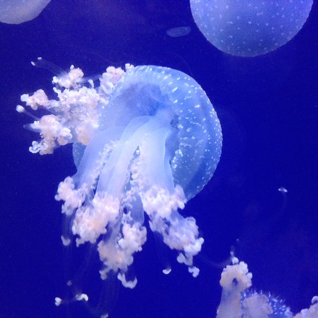 Shanghai Ocean Aquarium.