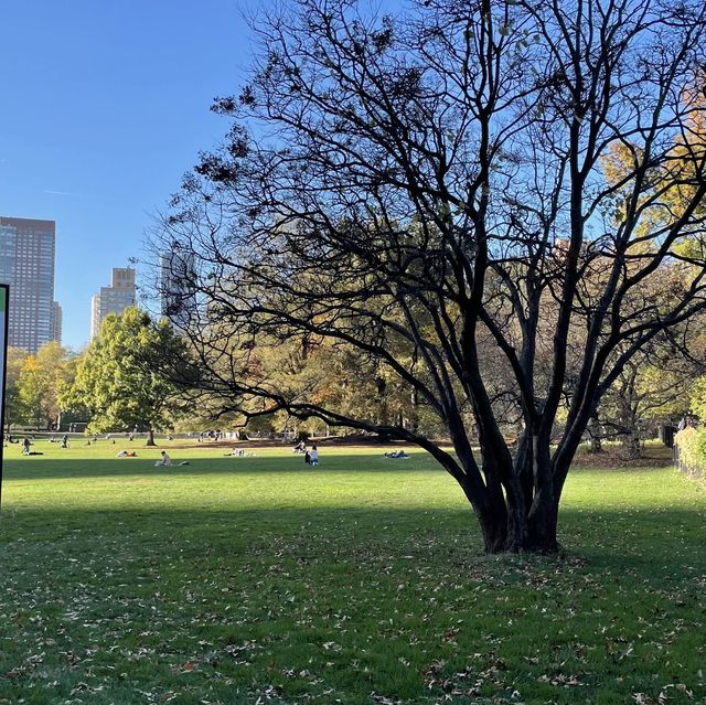 🏞️ Central Park in NYC