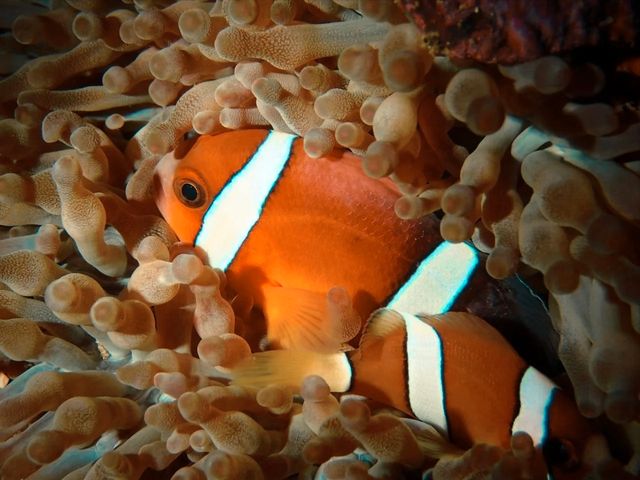 Must go diving in PG Island, Philippines!