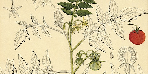 Connecting Histories: Botanical Illustration Workshop | John Hope Gateway, Royal Botanic Garden Edinburgh