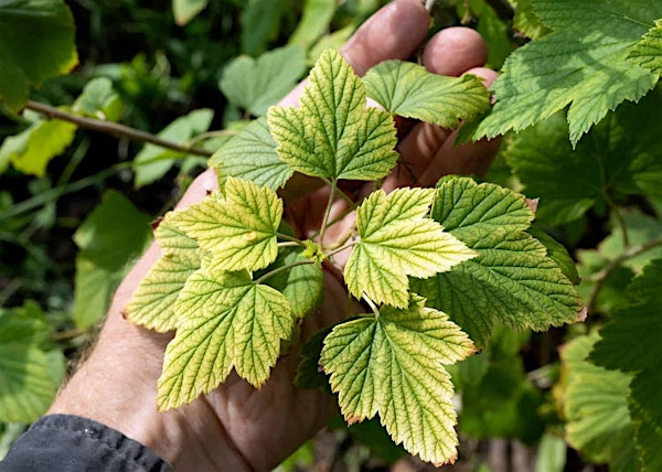 Garden Nutrient Deficiencies with Scott Freedman | Inland Bays Garden Center