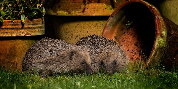 Hogs on Film - What We Have Found So Far - Nature Discovery Centre, Wednesday 17 September | Nature Discovery Centre