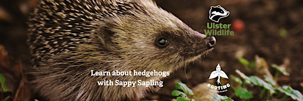 Learn about Hedgehogs with Sappy Sapling | Bog Meadows Nature Reserve Car Park