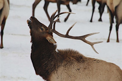 ElkFest 2026 Elk Antler Auction - Bidder Registration | Jackson Town Square