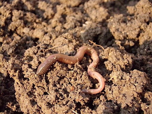 Greenway Wild Walks: Worms and the Compost Cafe | 15 Goldsmith St
