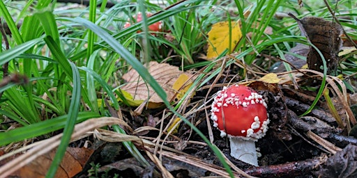 Fungtastic fungi - ID & activities E4P 2805 | Bradfield Woods National Nature Reserve