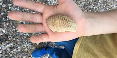 Family Fossil Hunt - May 2026 | Cross Hands Quarry