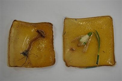 Biomaterials workshop with Sophie L Ferrier | History Store