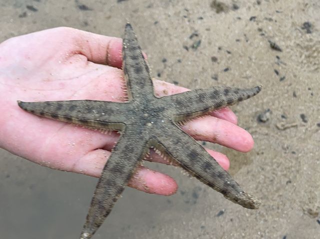 海星灣掘蜆｜烏溪沙