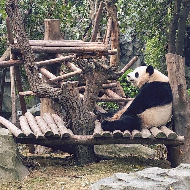 Chengdu Panda Base