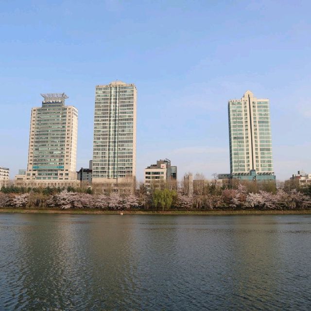 櫻花下的石村湖水公園