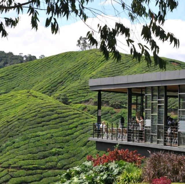 cameron highland tea