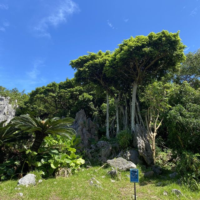 【沖縄･本島】沖縄最北端の自然が創り出すパワースポット