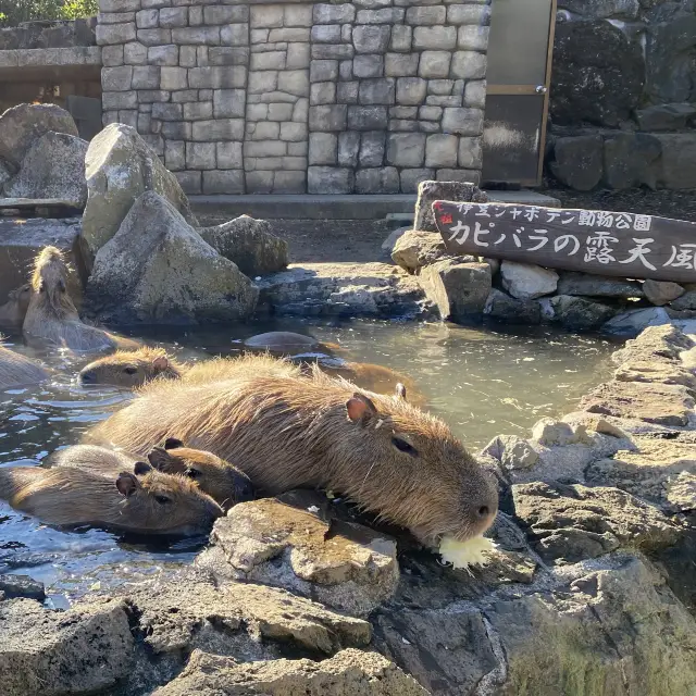 ふれあい動物園『伊豆シャボテン動物公園』