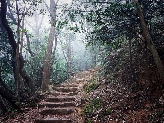 路邊的野花不要採@迷霧獅子山拈花惹草