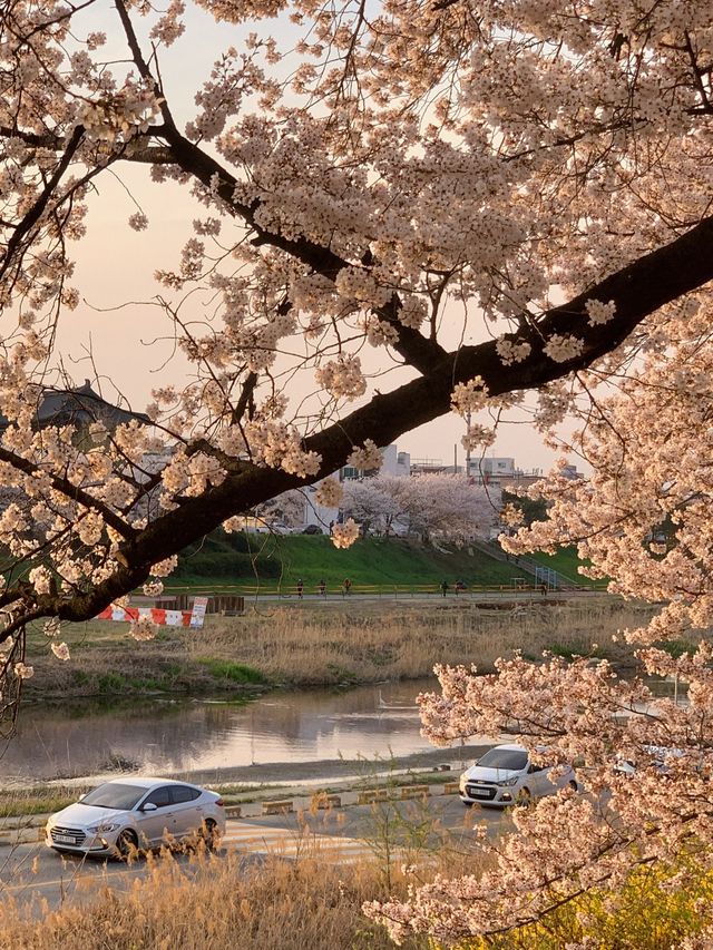 벚꽃 맛집 청주 무심천 🌸