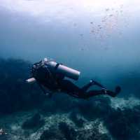 Scuba diving at Koh Tao
