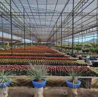 Nong Nooch Tropical Botanical Garden