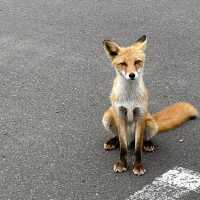 北海道　道東で出会った動物