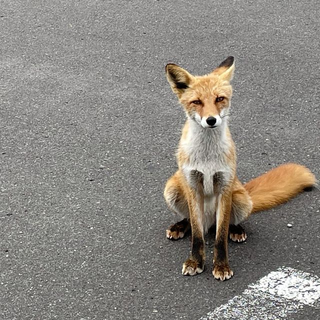 北海道　道東で出会った動物