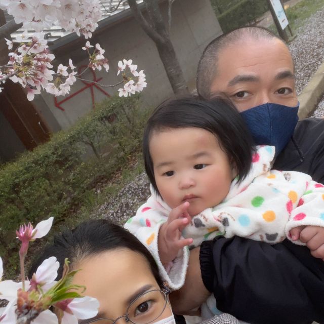 เทศกาลซากุระShimizu Park🌸🌸🌸
