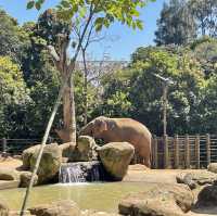 Day-trip in Melbourne Zoo 