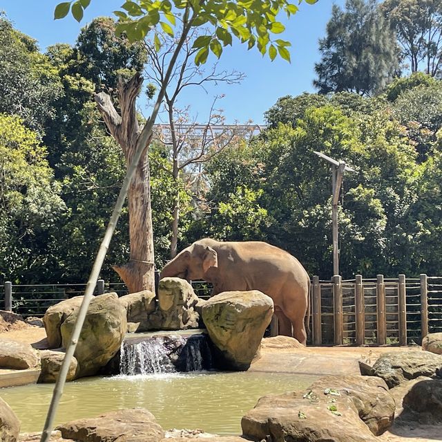 Day-trip in Melbourne Zoo 