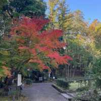 【千葉】成田山公園で見られる紅葉🍁